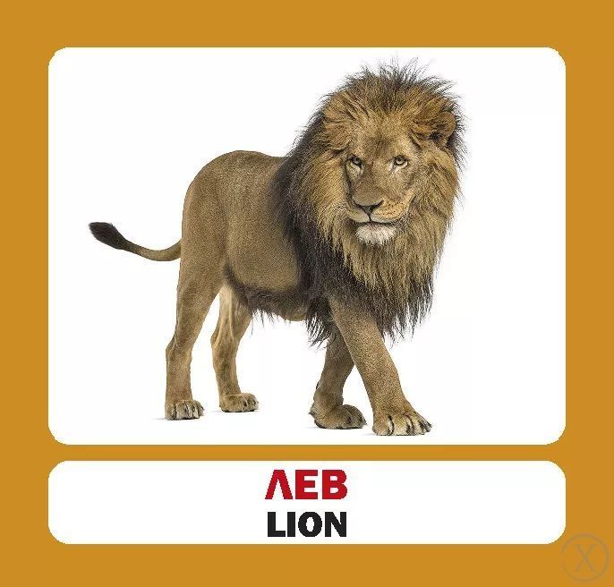 Дикі тварини (англійсько-українські картки) 7676 фото