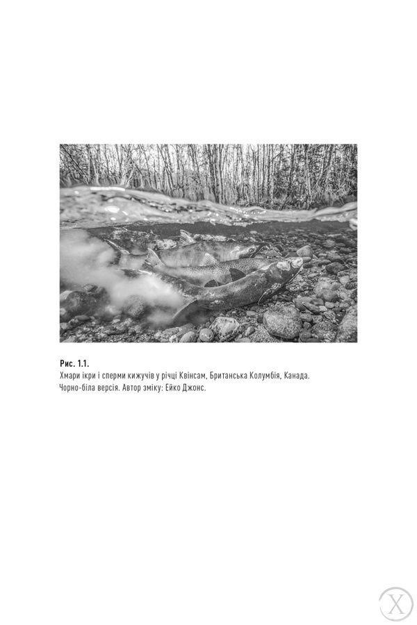 Фемінізм у дикій природі 26730 фото