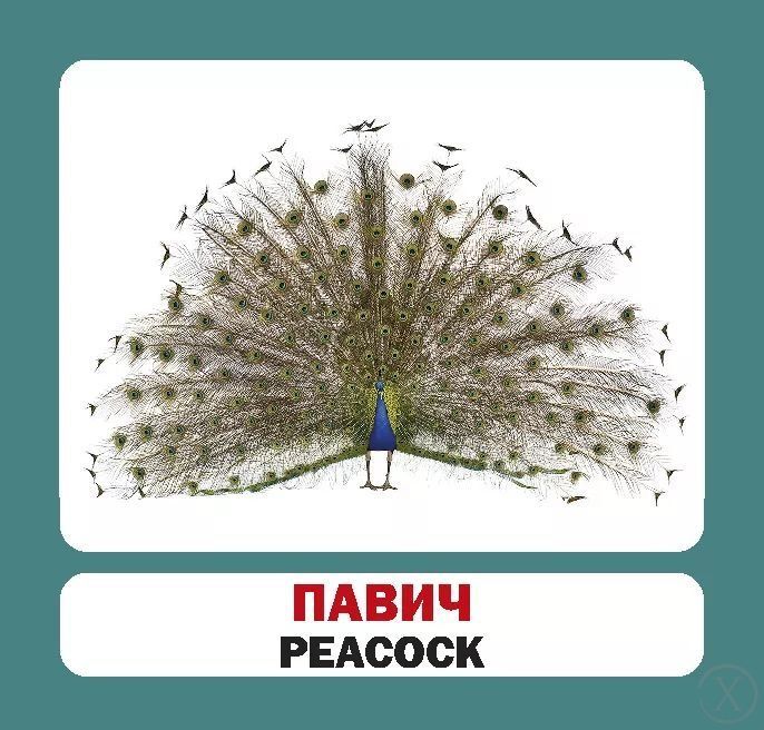 Птахи (англійсько-українські картки) 7689 фото