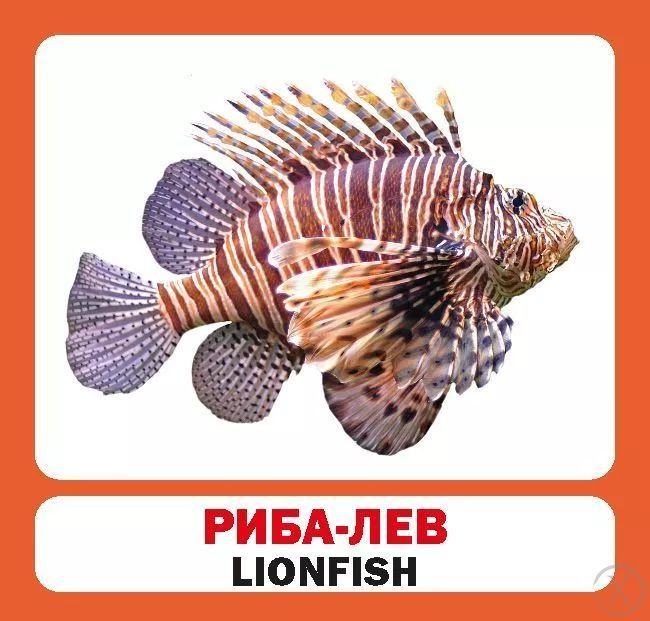 Риби (англійсько-українські картки) 7700 фото