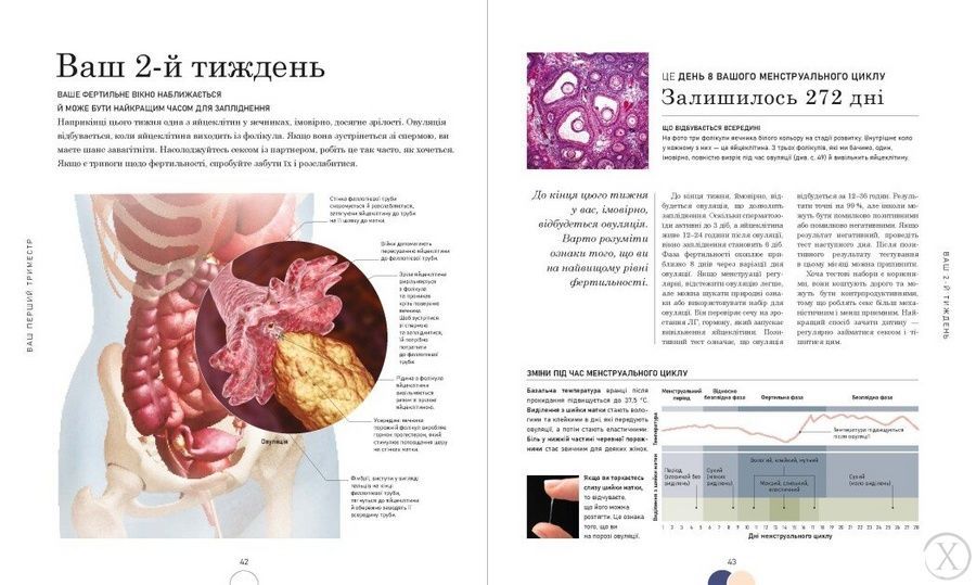 Вагітність день за днем, Wysyłka 7-28 dni